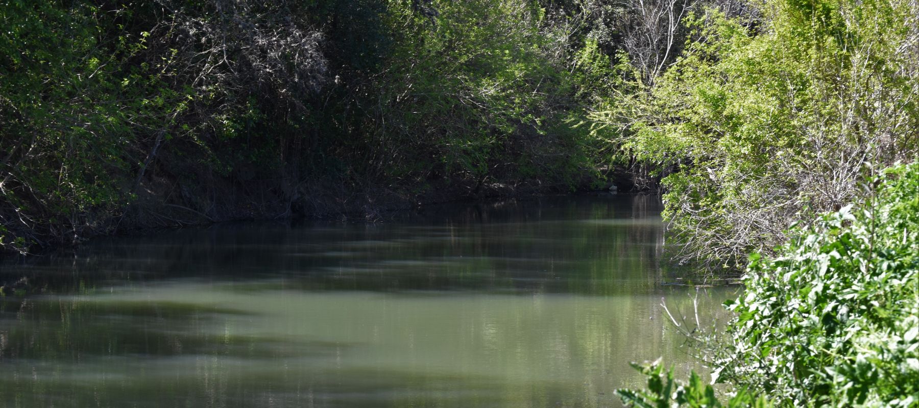 A serene river surrounded by lush greenery and dense foliage